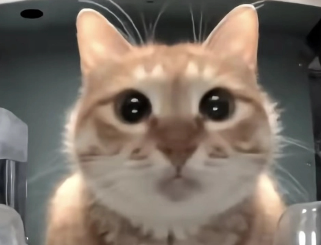 Purrrr Monthly