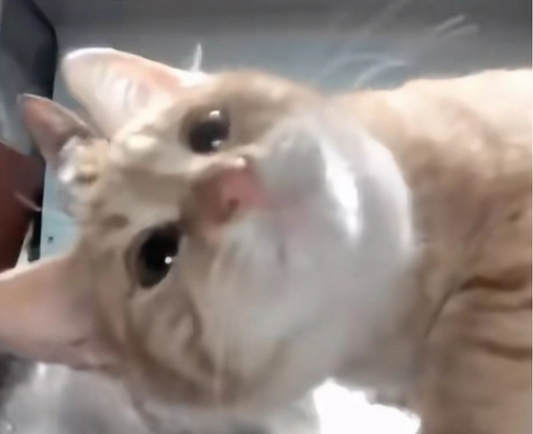 Purrrr Monthly