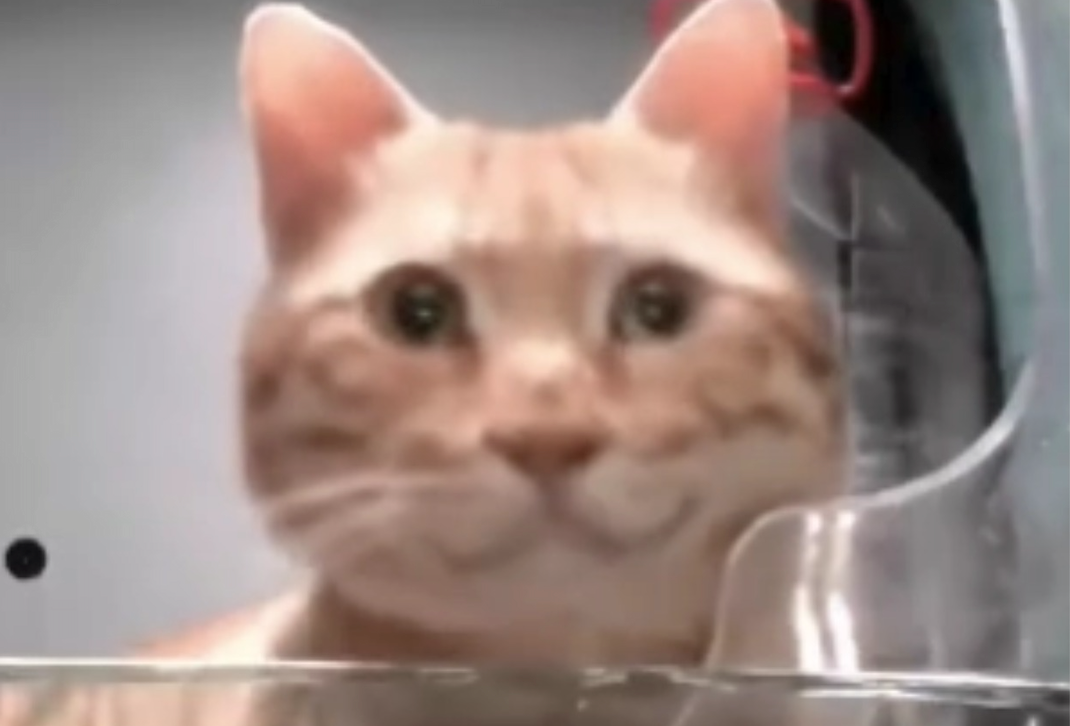 Purrrr Monthly