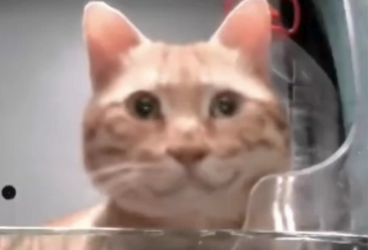 Purrrr Monthly
