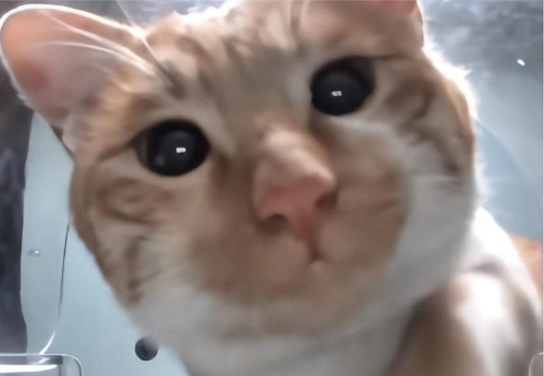 Purrrr Monthly