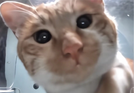Purrrr Monthly